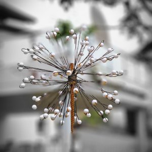Pusteblume herstellen30.04.2023