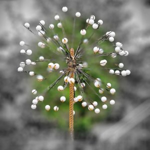 Pusteblume herstellen30.04.2023